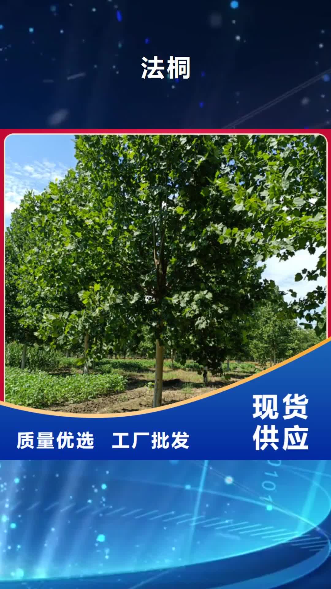 怀化【法桐】,五角枫精挑细选好货