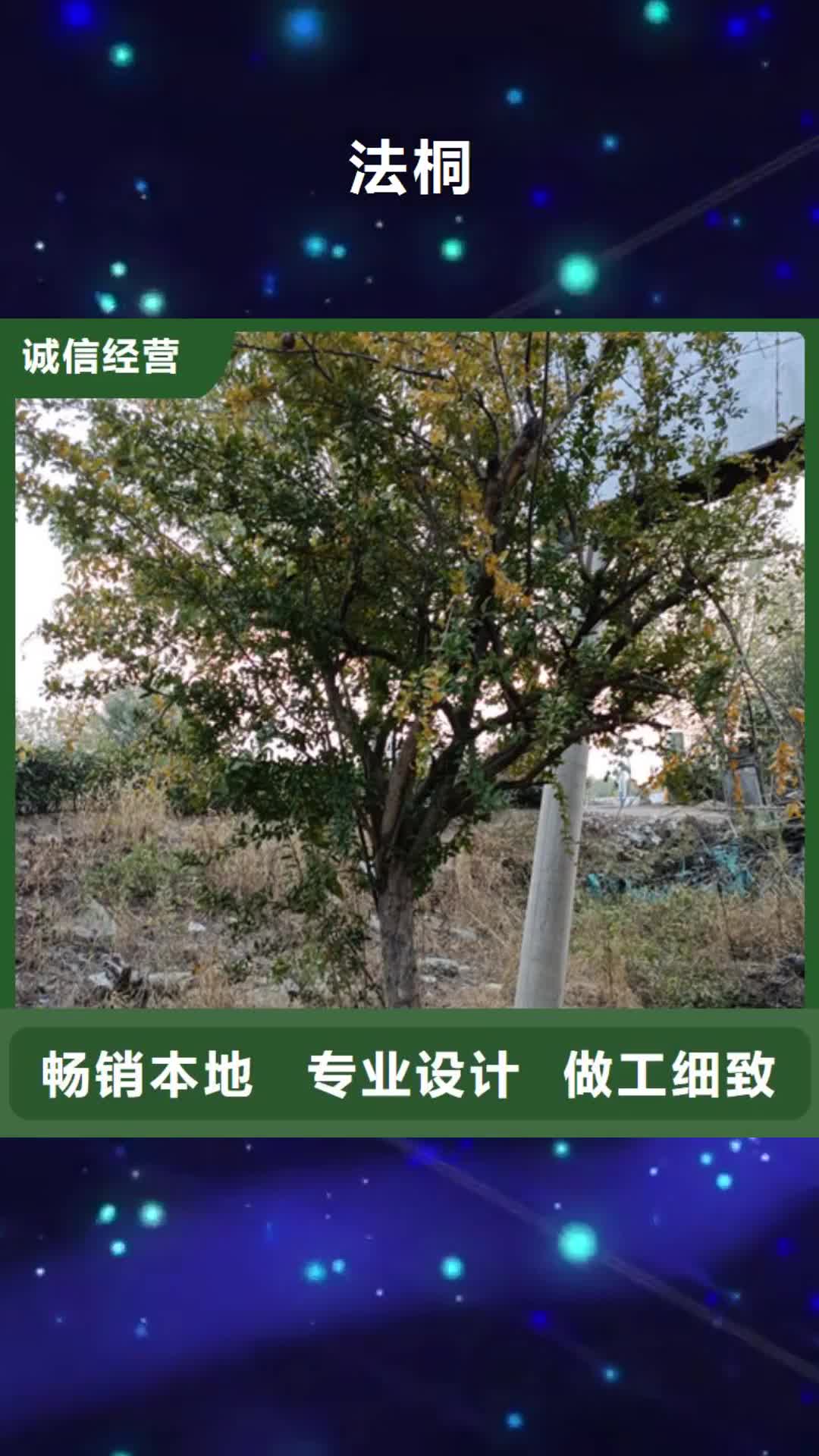 桂林 法桐_【黄金槐】品质值得信赖