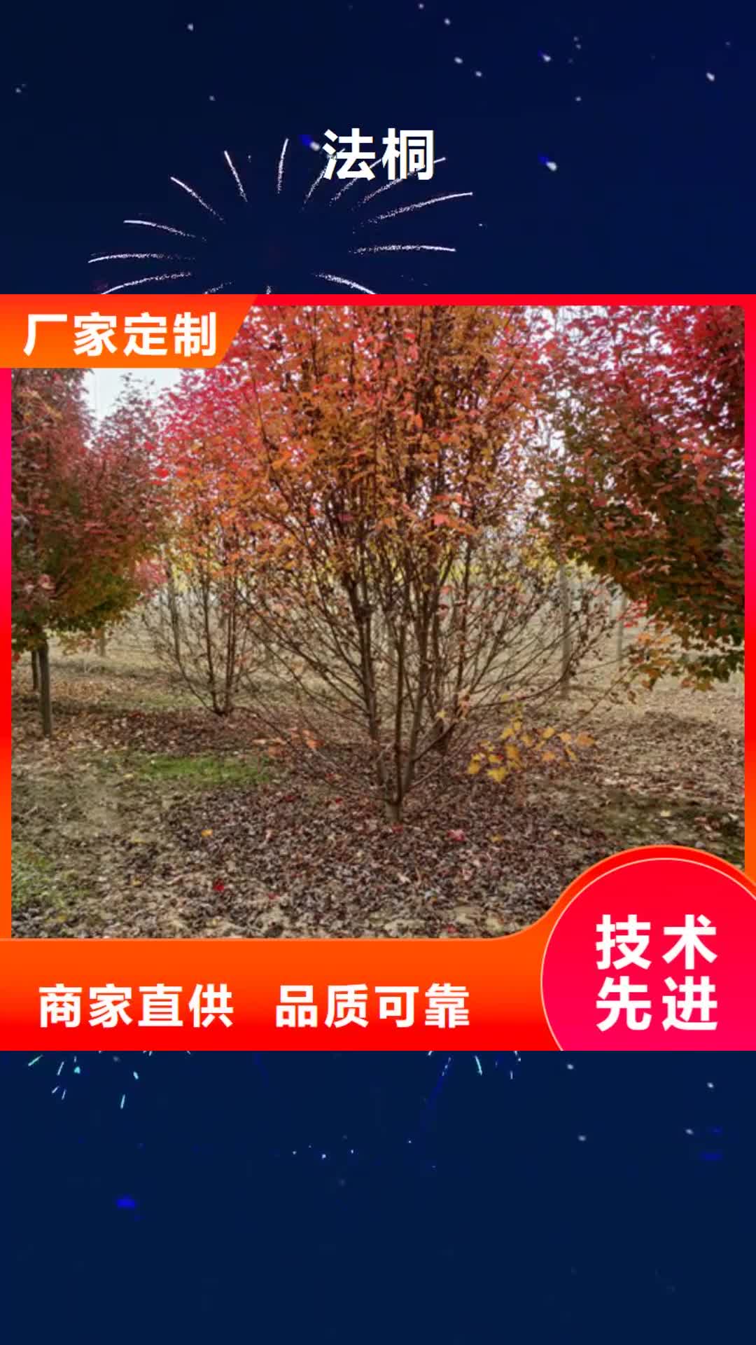 贵阳【法桐】五角枫符合行业标准