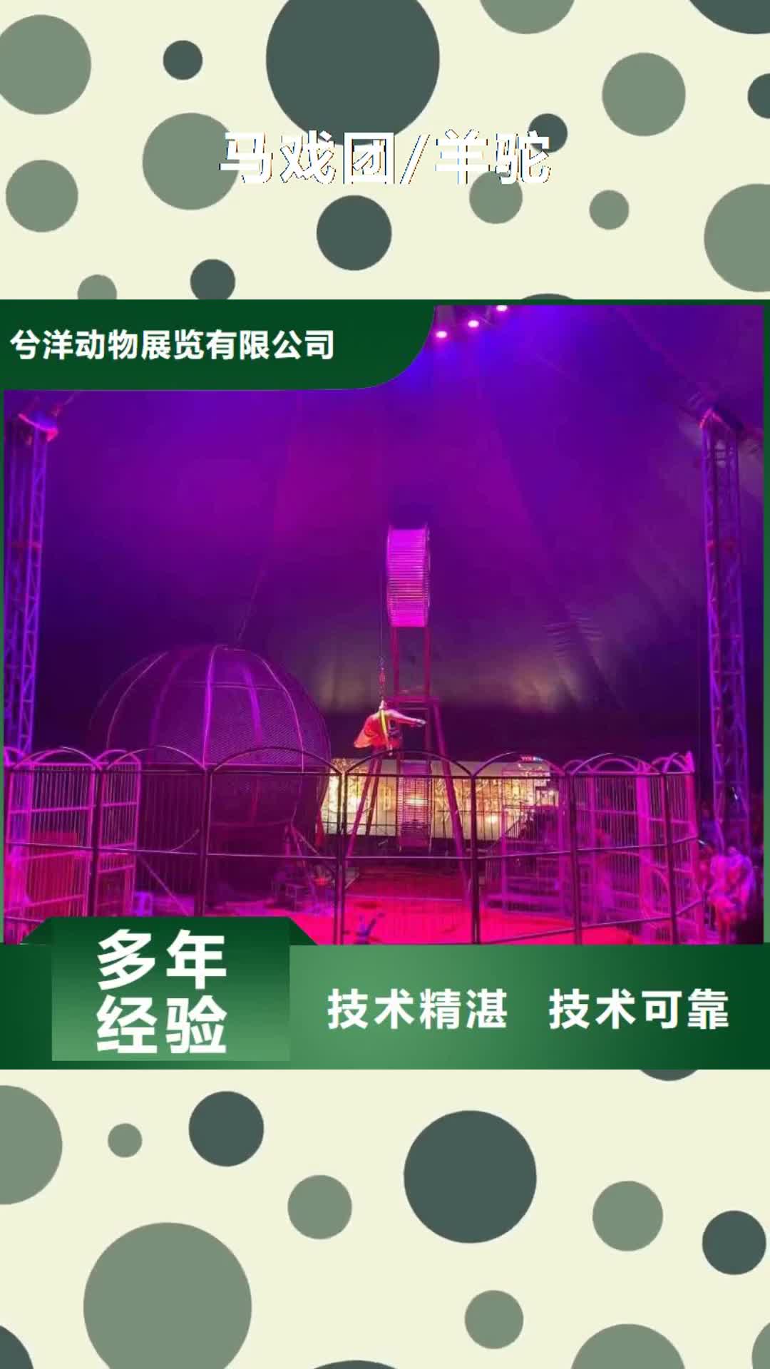 徐州马戏团/羊驼_【海狮表演出租】实力商家