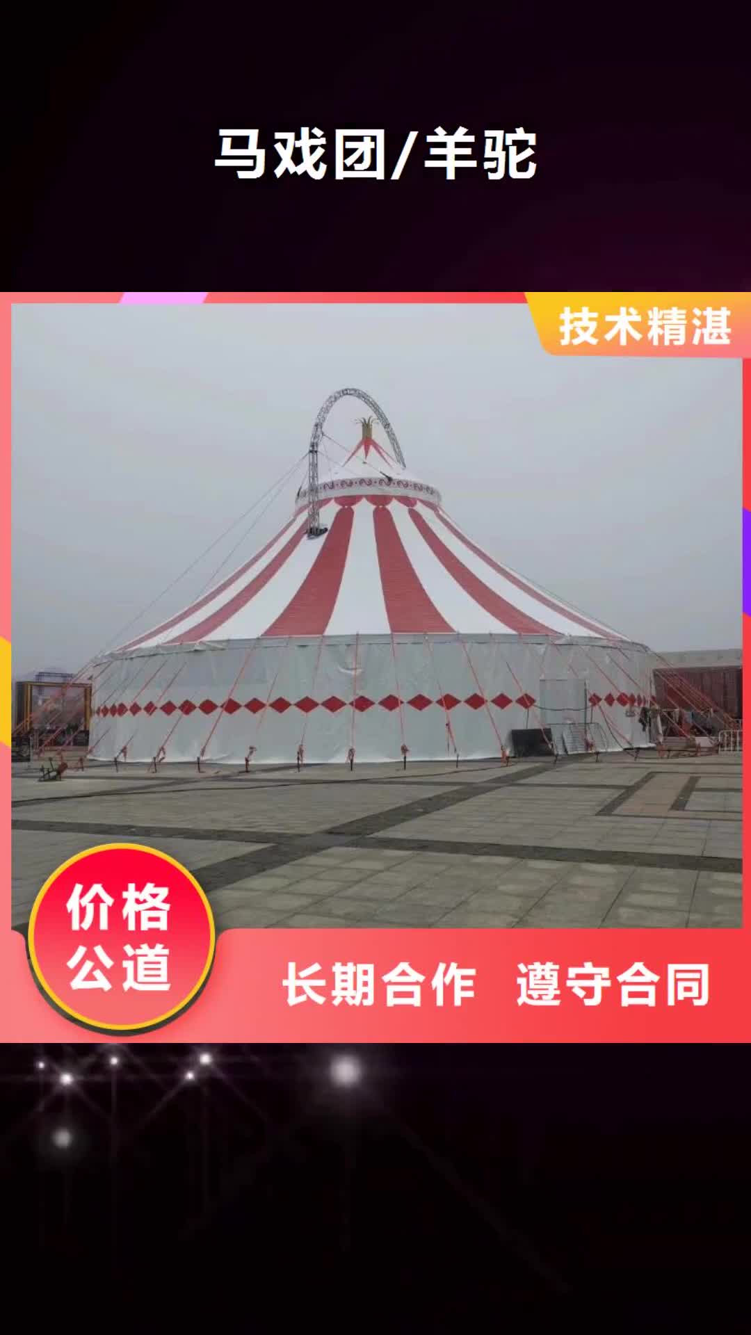 六盘水【马戏团/羊驼】-海狮表演出租专业承接
