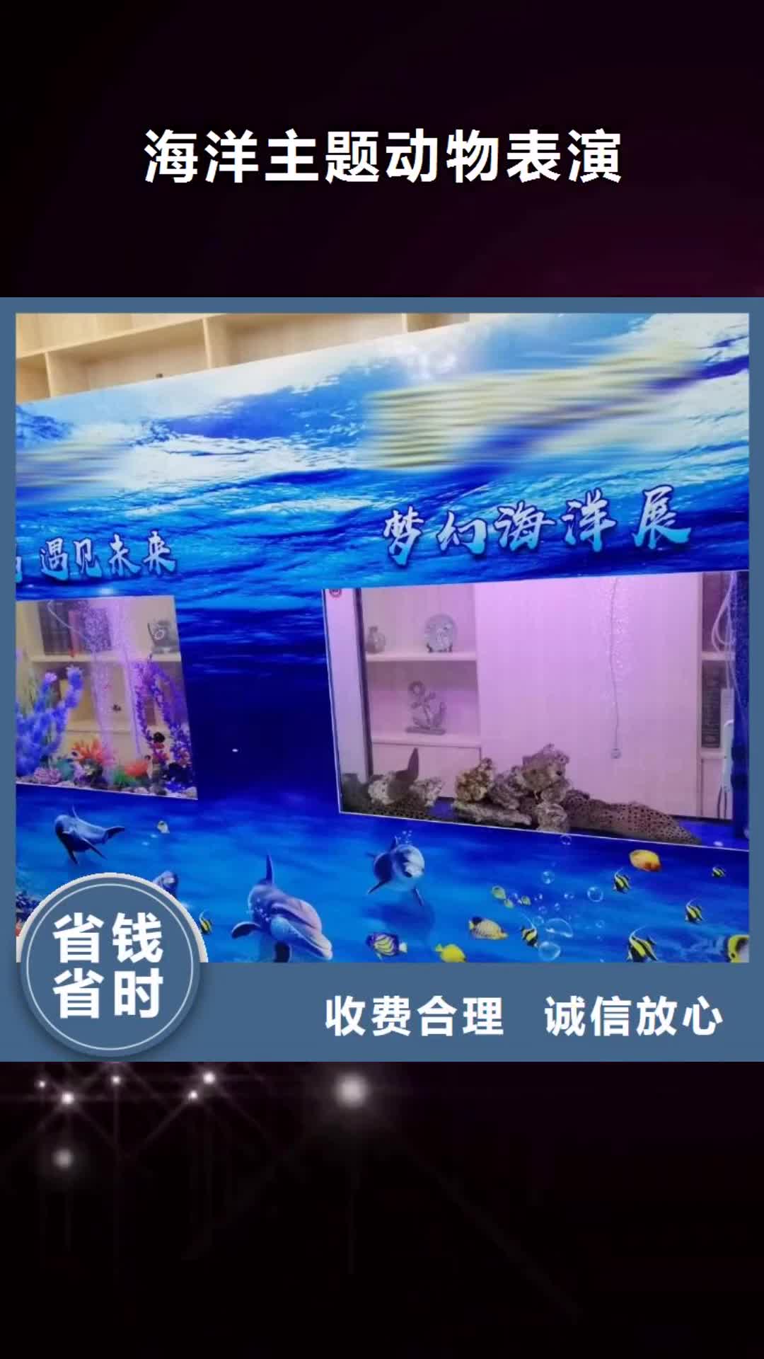 铜陵海洋主题动物表演,【海狮表演出租】多年行业经验