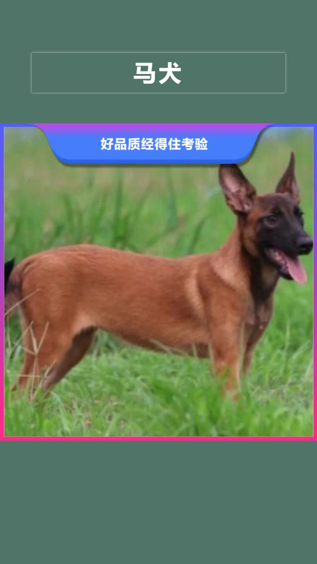 丽水【马犬】_罗威纳犬选择大厂家省事省心