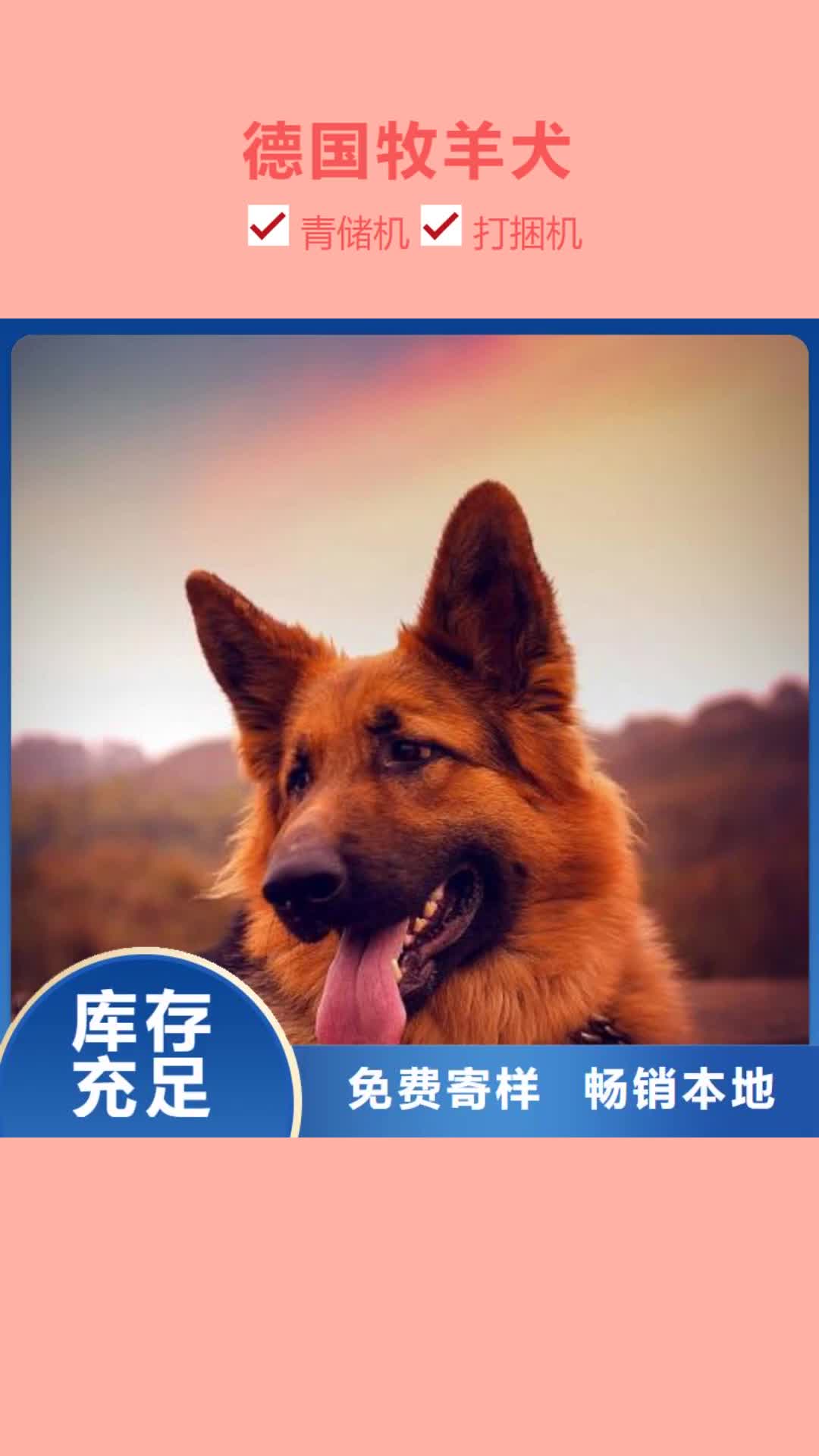 烟台【德国牧羊犬】德牧犬厂家货源稳定